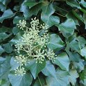 Hedera helix fleur